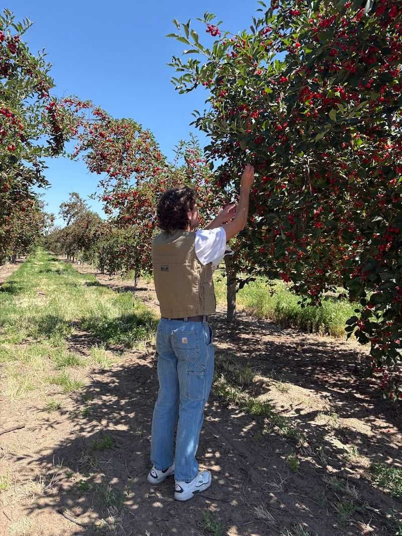 The U-Pick Orchard Experience