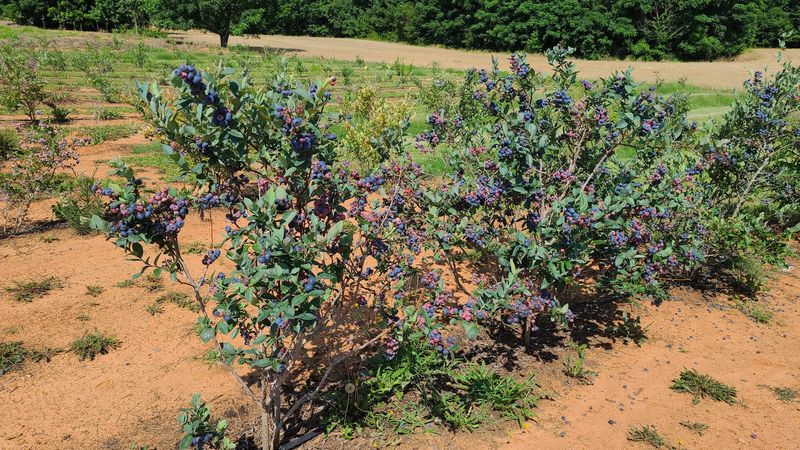 This Georgia Orchard Lets You Pick Juicy Asian Pears Straight From The Trees - Decor Hint Blueberries By The Thousands, Ready For Your Bucket