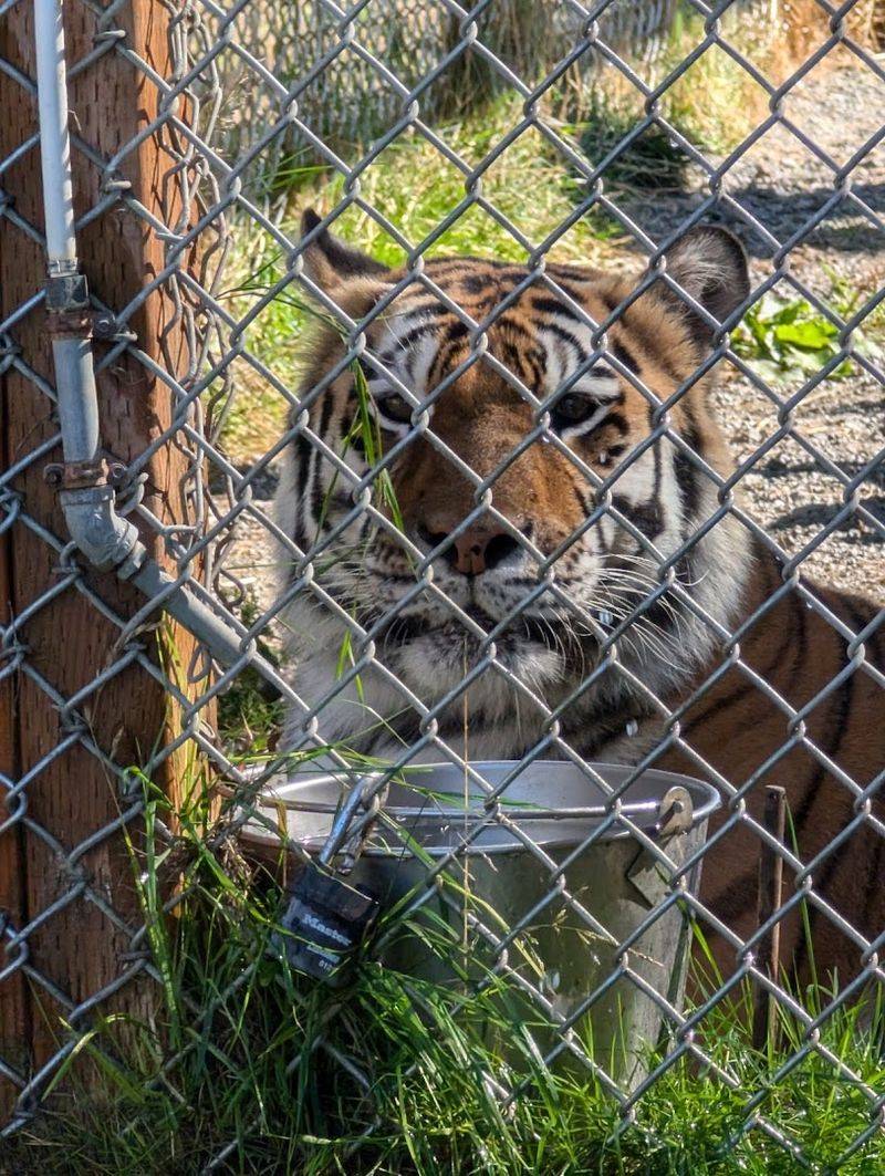 The Predator Viewing Area