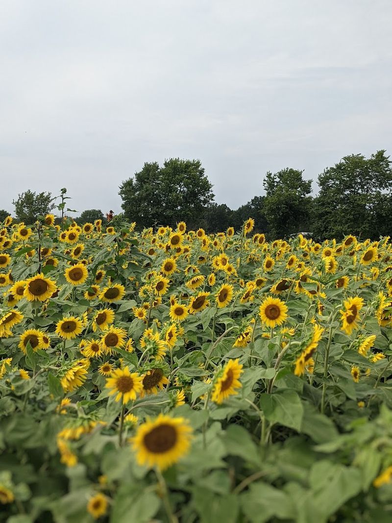 Free Hayrides That Other Farms Charge For