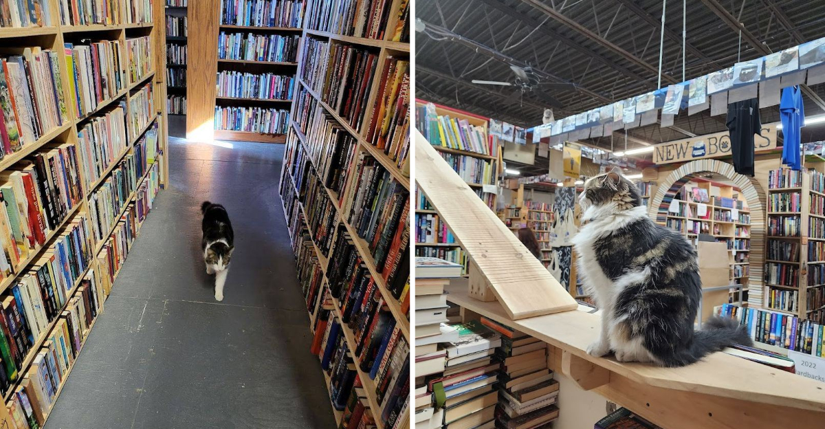 Pennsylvanias Charming Bookstore Mixes Endless Aisles With In House Cats - Decor Hint