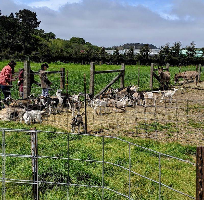 12 Northern California Factory Tours Built For A Fun Behind-The-Scenes Day Trip - Decor Hint Harley Farms Goat Dairy Experience, Pescadero, California