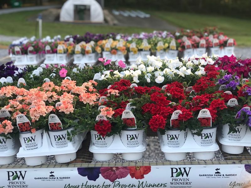This Hidden Georgia Flower Farm Is A Colorful Escape Of Blooms, Greenhouses, And Garden Charm - Decor Hint The Greenhouse Experience That Feels Like A Floral Wonderland