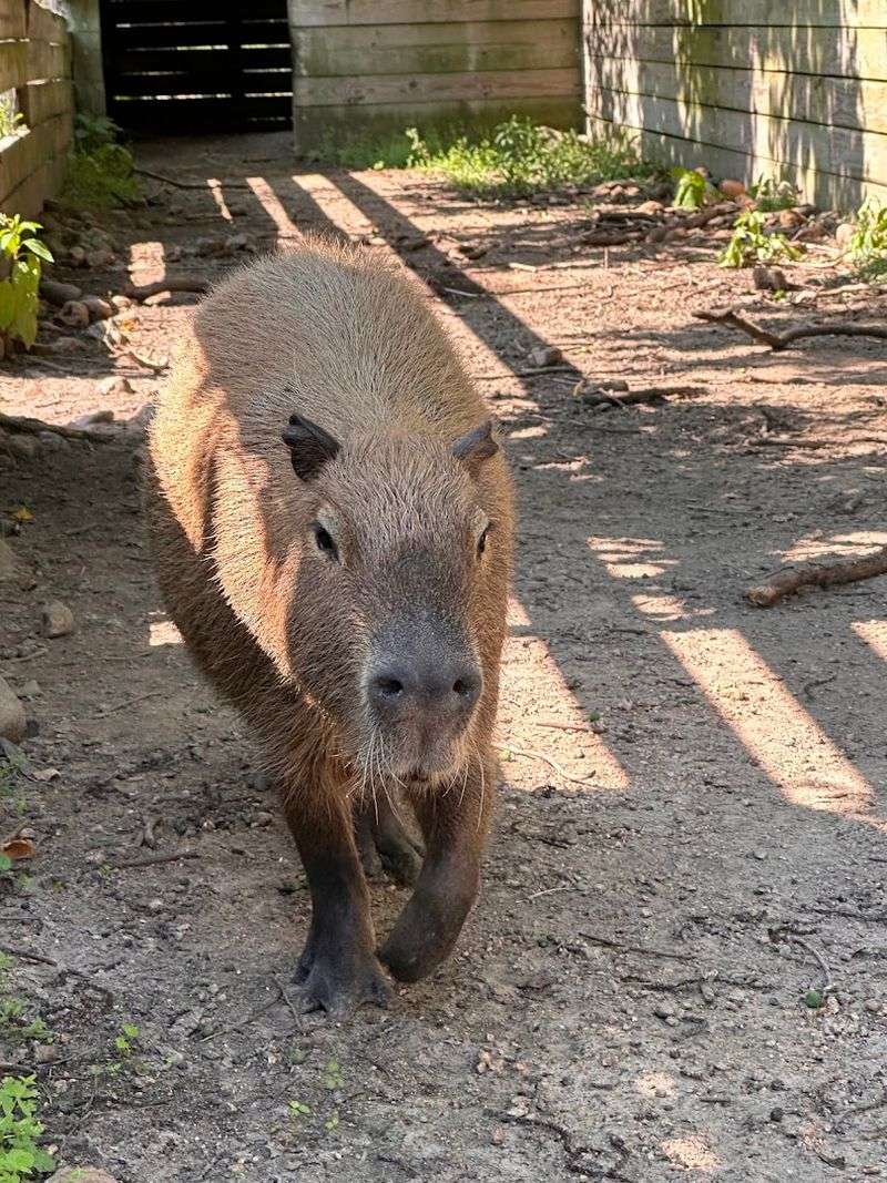 The Capybara Experience Up Close
