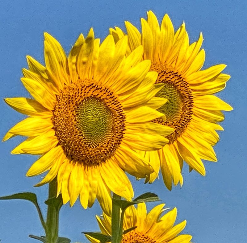Why Sunflowers From A Farm Beat Store-Bought Every Time