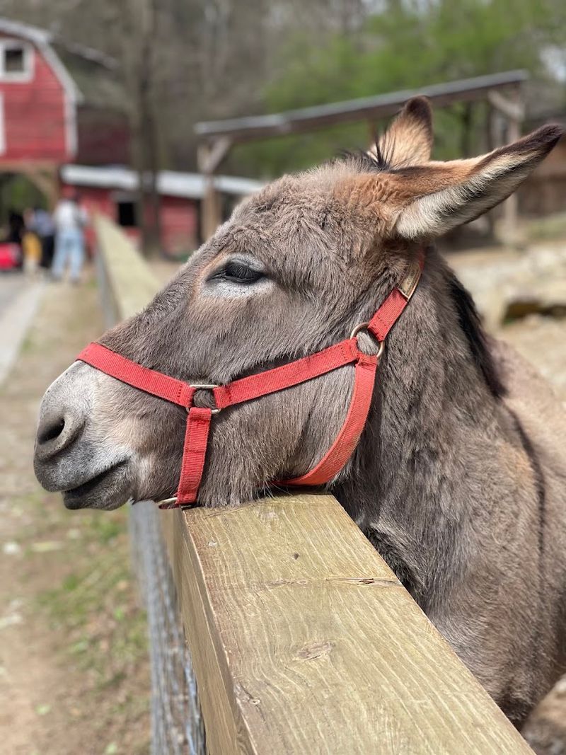 Yellow River Wildlife Sanctuary, Lilburn