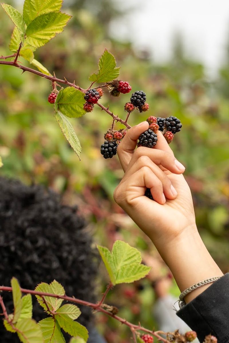 Pick Ripe Blackberries Straight From The Vines