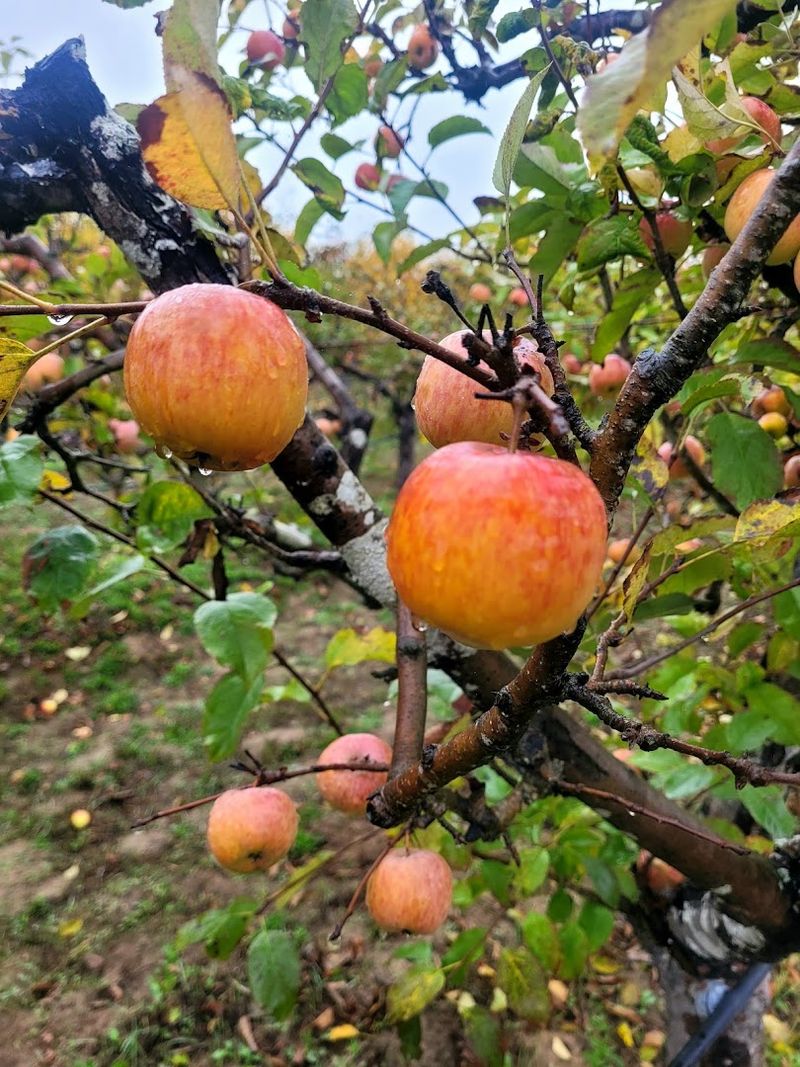 Fill Your Basket With Early-Season Gravenstein Apples