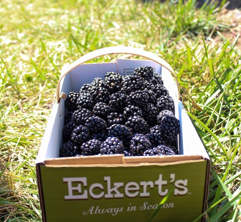 Pick Your Fresh Kentucky Blackberries & Experience Farm Fun All Season Long - Decor Hint Pick-Your-Own Blackberries