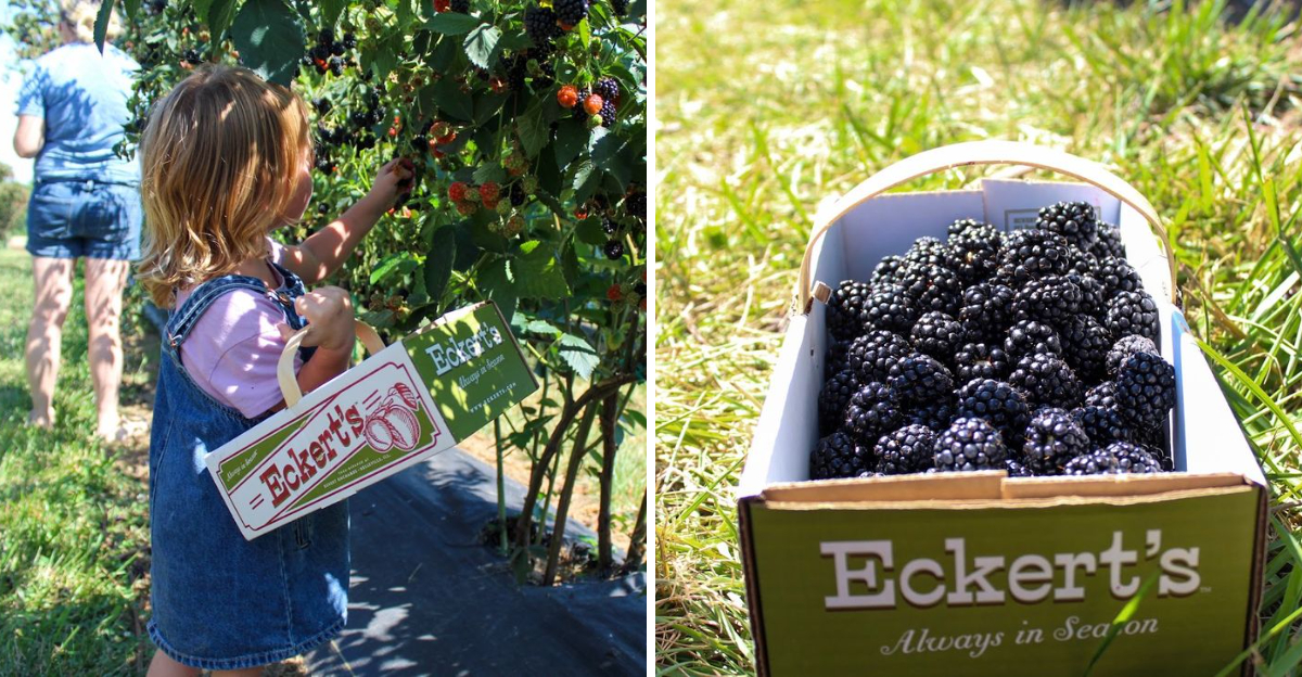 Pick Your Fresh Kentucky Blackberries Experience Farm Fun All Season Long - Decor Hint