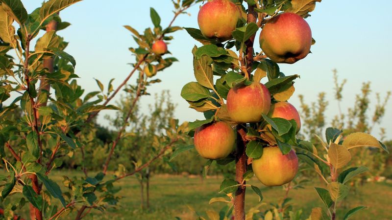 Apple Picking Begins Earlier Than Most People Expect