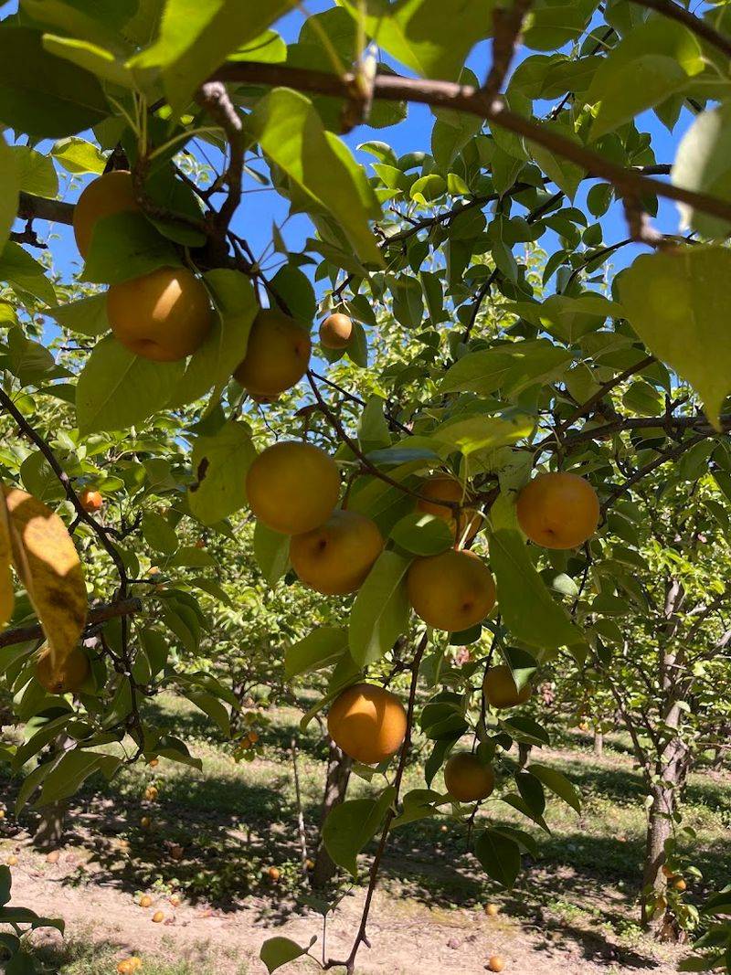 Taste The Apple-Crisp Texture That Makes These Pears Different