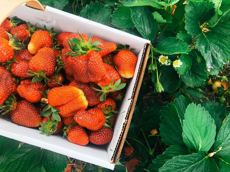 Pick Your Fresh Kentucky Blackberries & Experience Farm Fun All Season Long - Decor Hint Strawberry Season Worth Planning Your Calendar Around