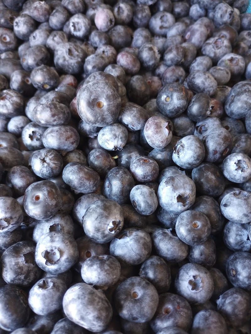 This North Idaho Farm Lets You Pick Eight Varieties Of Blueberries During Peak Summer - Decor Hint Taste Different Varieties Before Choosing A Favorite
