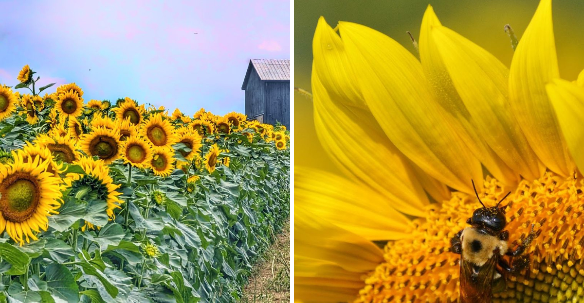 Pick Your Own Sunflowers At This Kentucky Family Farm Before The Golden Fields Fade - Decor Hint