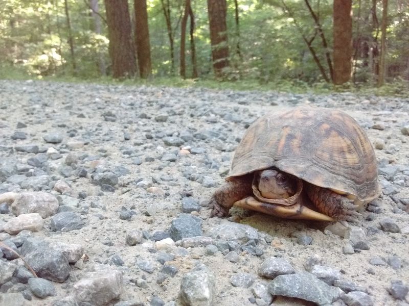 The Wildlife That Lives Here Full-Time