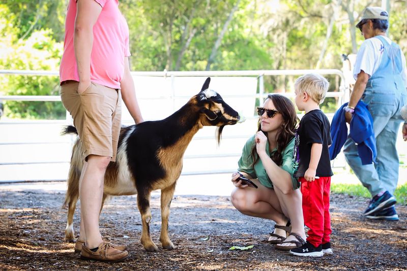 Goats Who Treat Every Visitor Like A Vending Machine