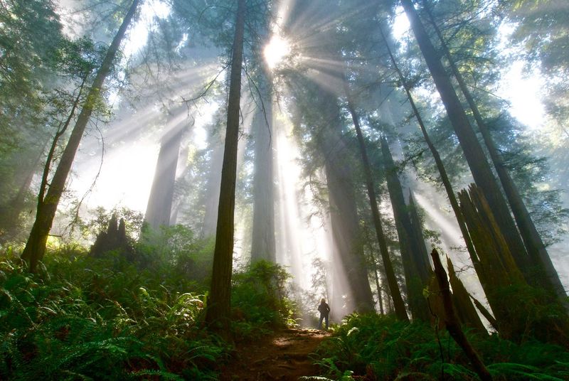 11 California Places Where You Can Turn A Hot Summer Day Into A Surprisingly Cool Outing - Decor Hint Redwood National and State Parks, Crescent City / Orick