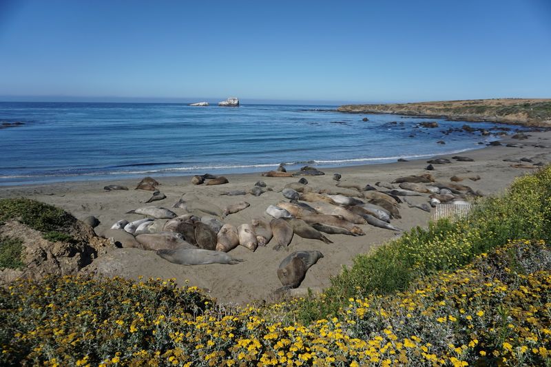 Piedras Blancas Elephant Seal Rookery, San Simeon