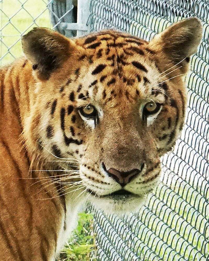 Conservation At The Core