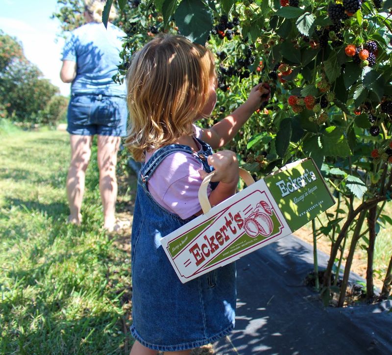 Pick Your Fresh Kentucky Blackberries & Experience Farm Fun All Season Long - Decor Hint The Cafe, Donuts, And Sweet Treats You Cannot Skip