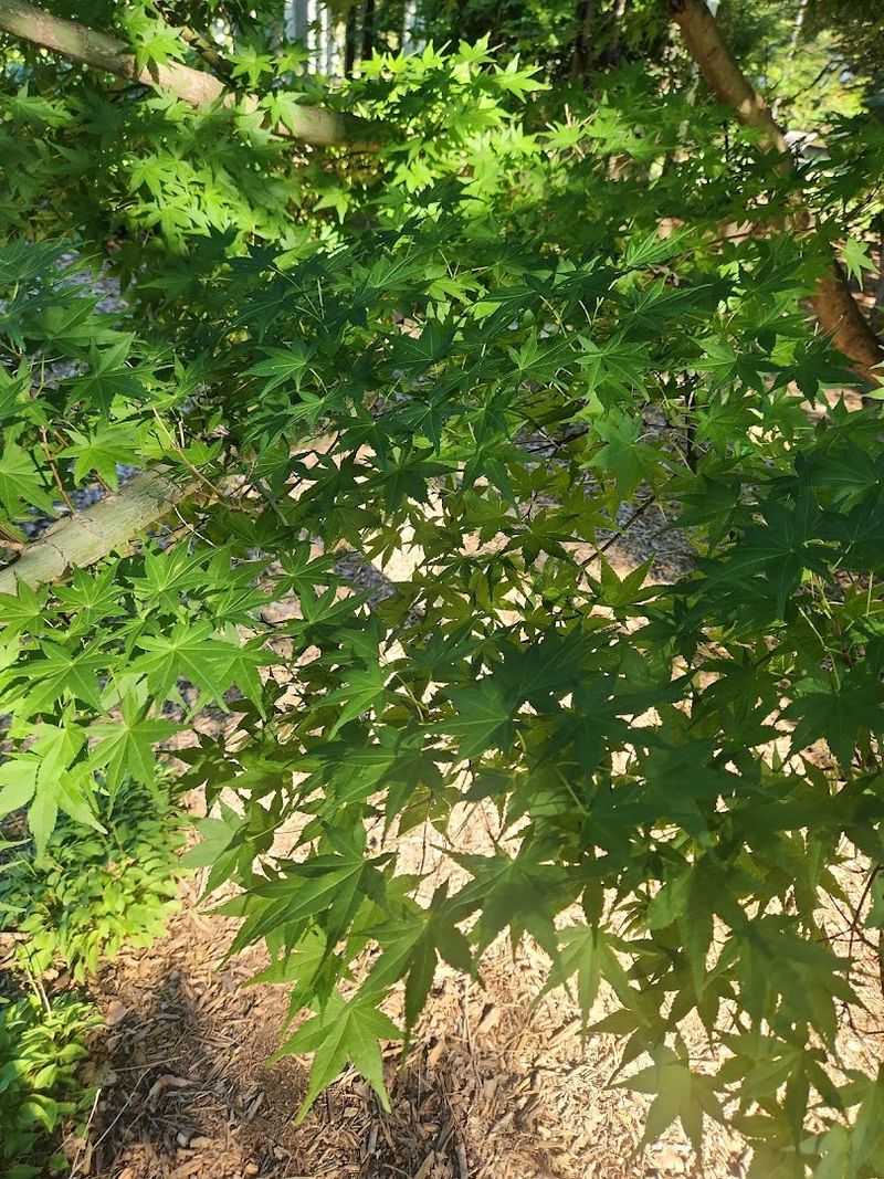 You Can Spot Pawpaw, Sweetgum, And Black Gum Trees