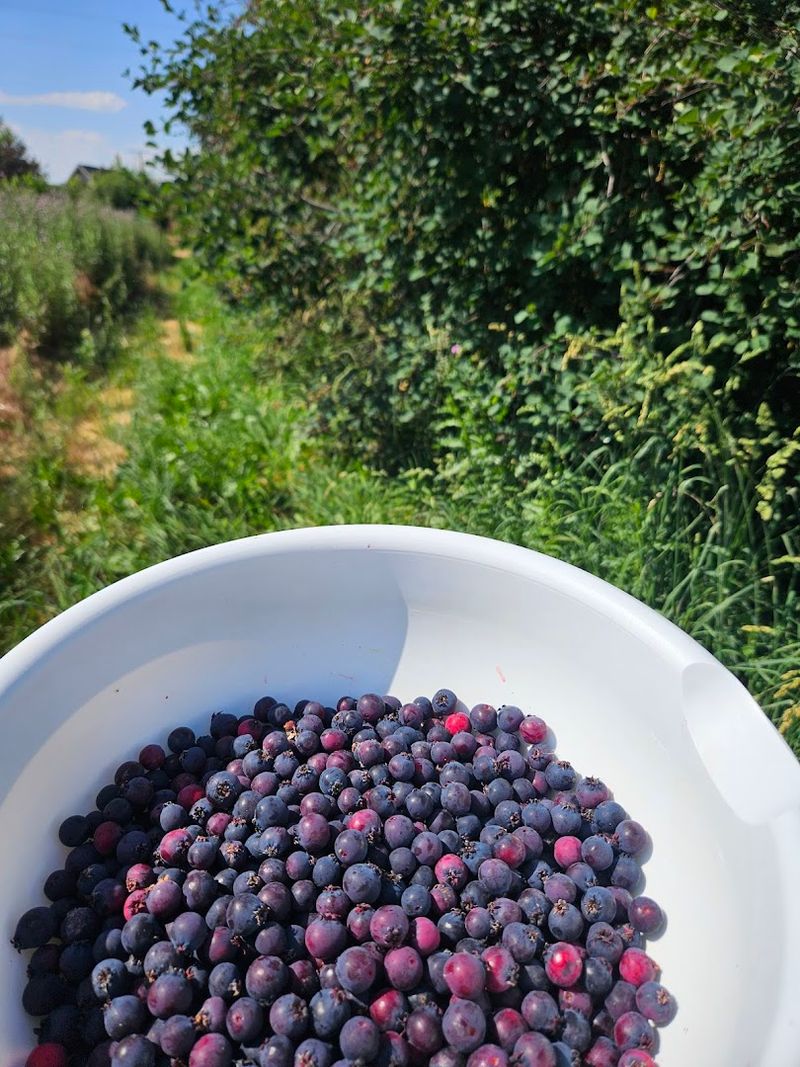These Idaho Blueberry Farms Are Hitting Peak Picking Season With Buckets Ready - Decor Hint The Berry Ranch