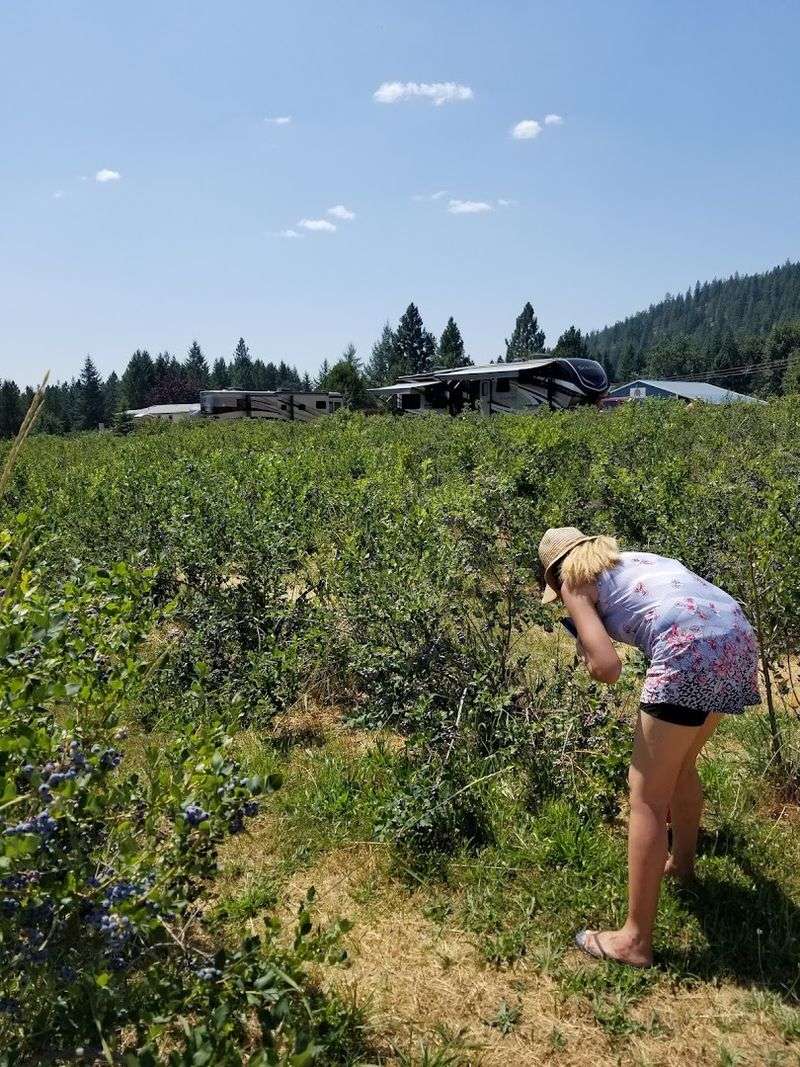 These Idaho Blueberry Farms Are Hitting Peak Picking Season With Buckets Ready - Decor Hint Riley Creek Blueberry Farm