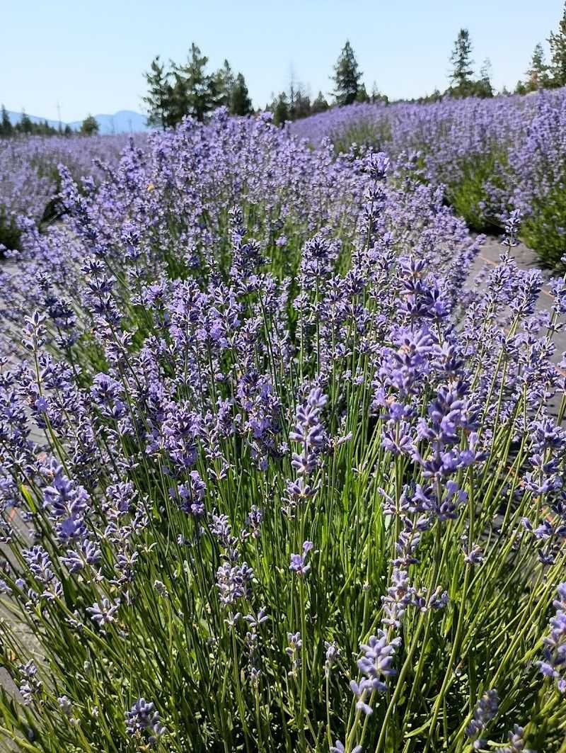 Blooming Fields Lavender Farm