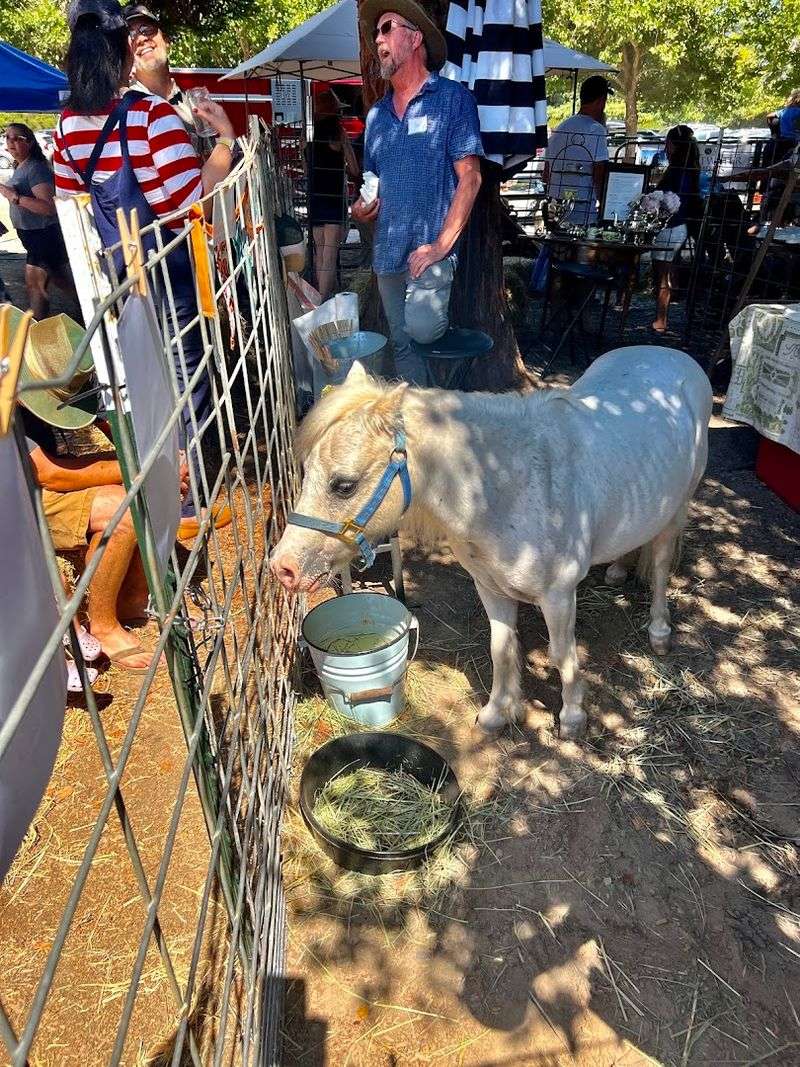 Farm Animals Take Over Their Own Fairground Corner