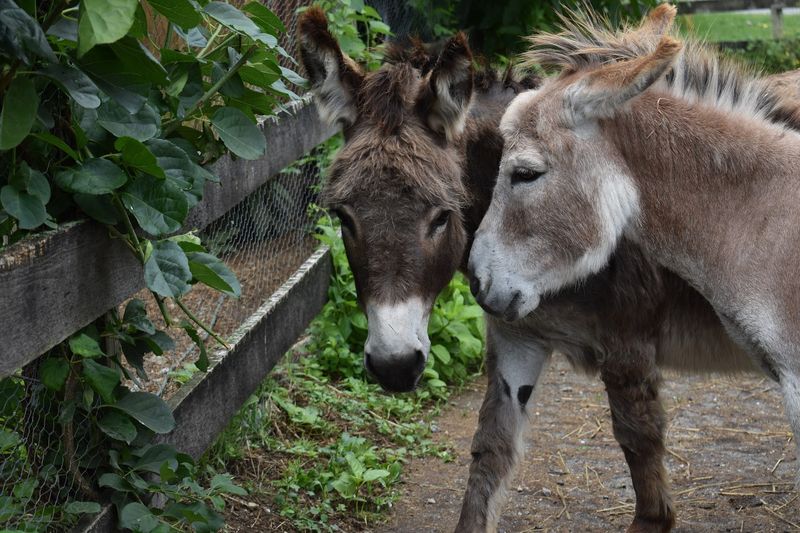 A Hidden Connecticut Farm Where Rescue Animals Make Every Visit Feel Special - Decor Hint A Peaceful East Haddam Farm Visit