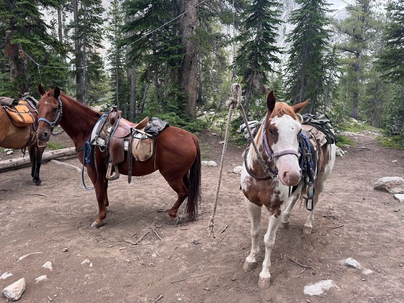 Horses That Know The Mountain