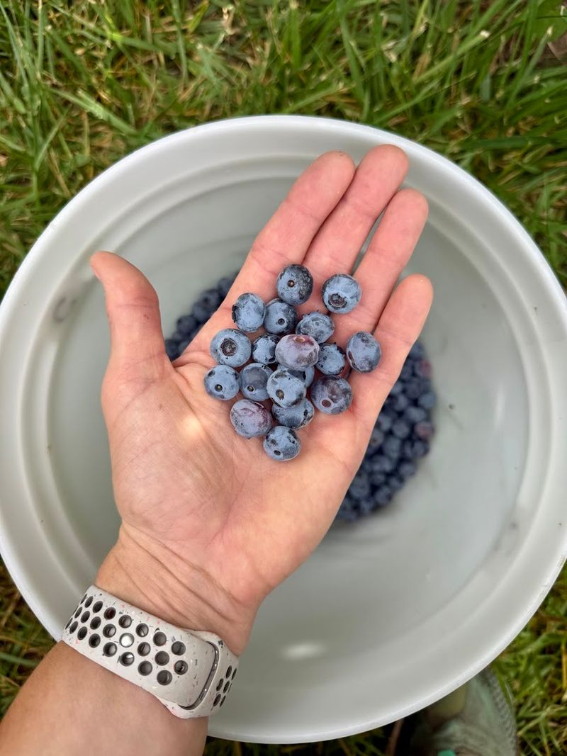 These Idaho Blueberry Farms Are Hitting Peak Picking Season With Buckets Ready - Decor Hint Red Barn Blueberries