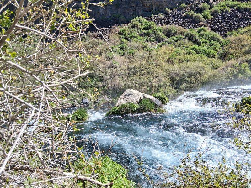 Box Canyon Springs Preserve