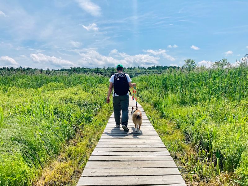 Few Walking Trails In Connecticut Feel As Peaceful And Scenic As These 8 Senior-Friendly Routes - Decor Hint Little Pond Boardwalk Trail