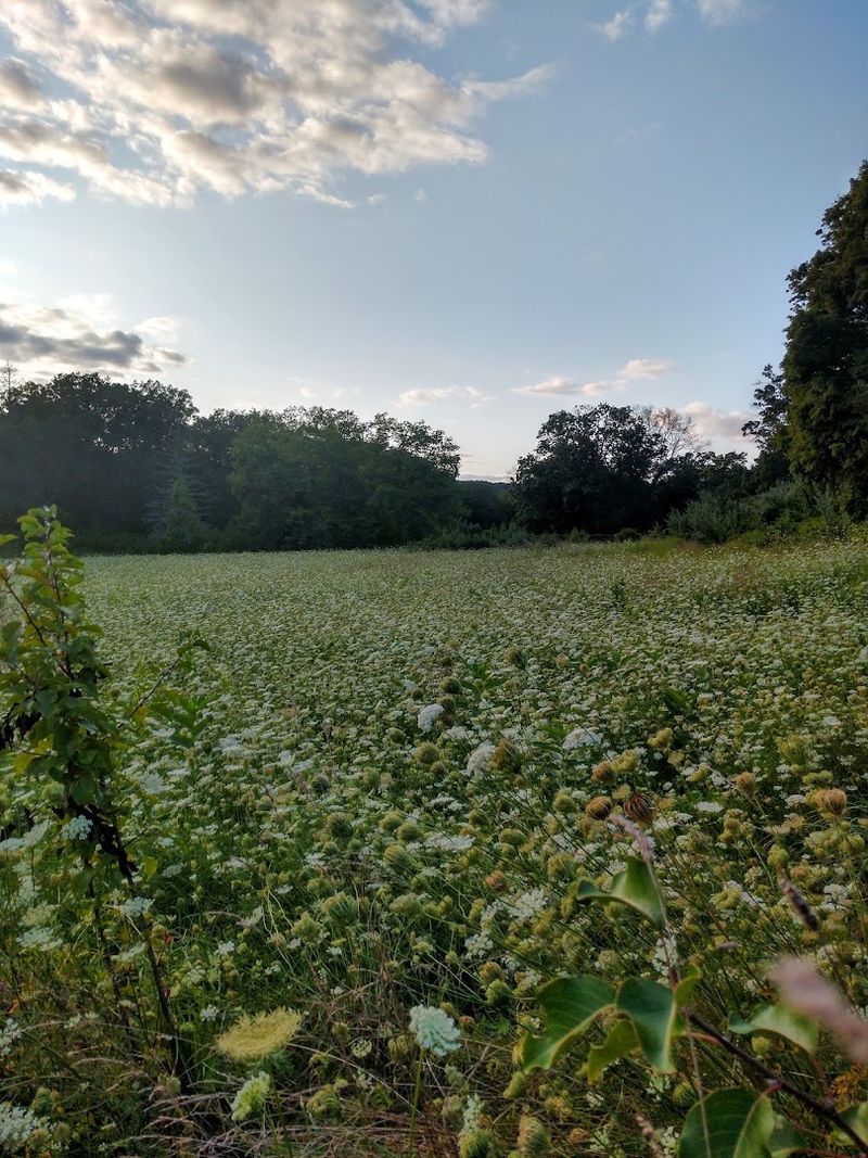 The Overlooked State Park In Connecticut You've Likely Never Heard Of - Decor Hint Birdsong Replaces The Crowds Of Earlier Years
