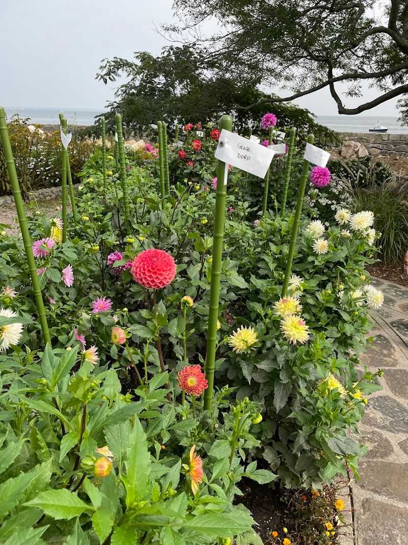 Late Summer Dahlias Bring The Island Into Full Color