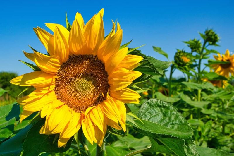9 Sunflower Fields Throughout Georgia That Make Summer Road Trips Even Brighter - Decor Hint Oliver Farm, Pitts