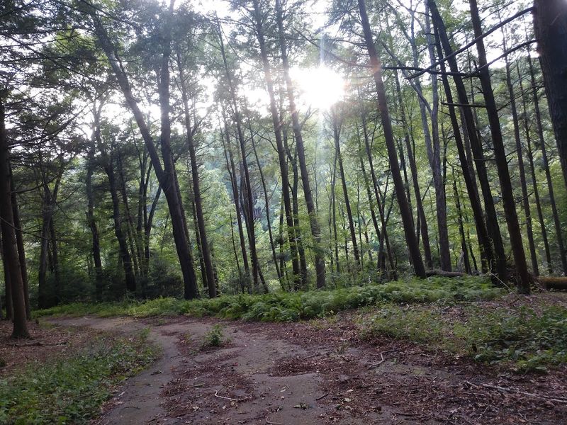 The Overlooked State Park In Connecticut You've Likely Never Heard Of - Decor Hint Wooded Trails Follow The Former Campgrounds