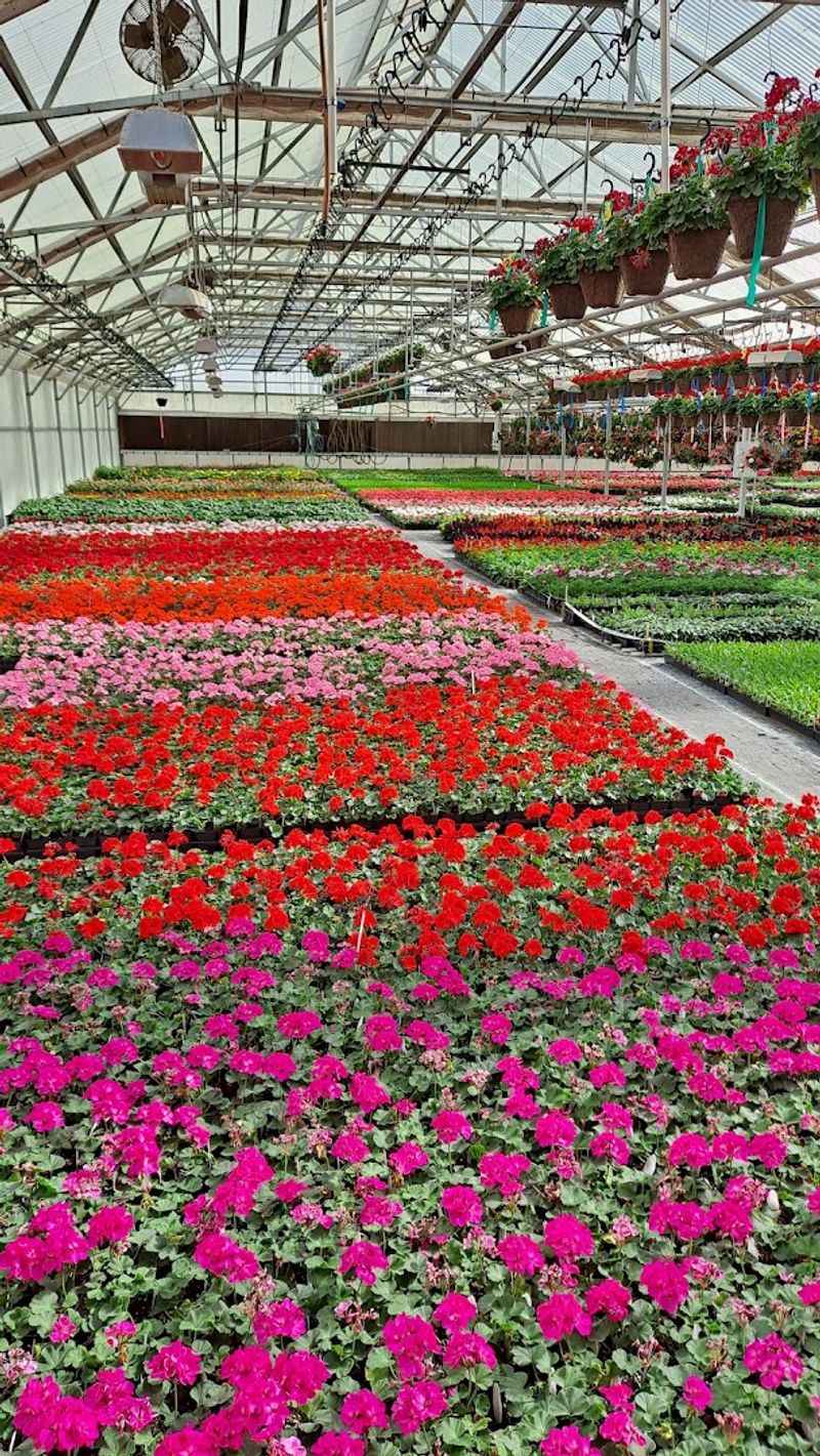Leave With More Plants Than The Car Expected