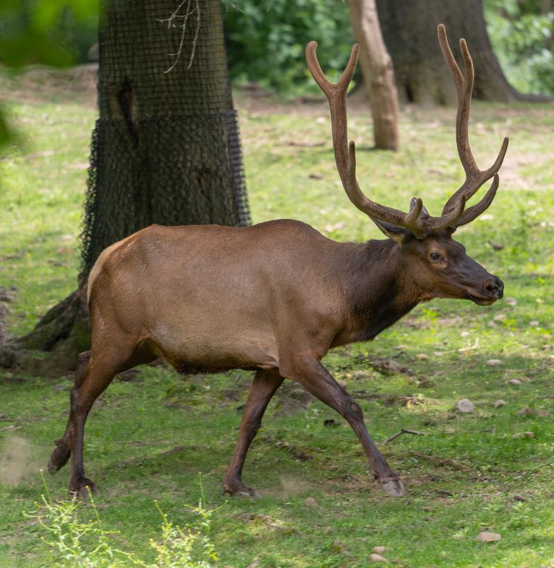 Look For Elk When Summer Pushes Them Toward Higher Ground