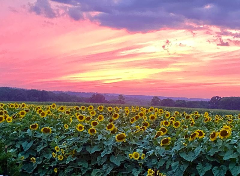 Buttonwood Farm, Griswold