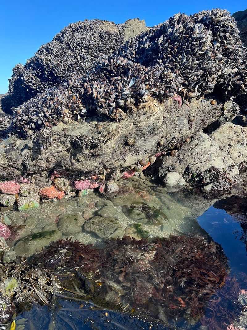 This California Foraging Adventure Turns Bay Area Parks And Beaches Into A Wild Food Classroom - Decor Hint Join A Crab, Clam, Or Coastal Harvest Class