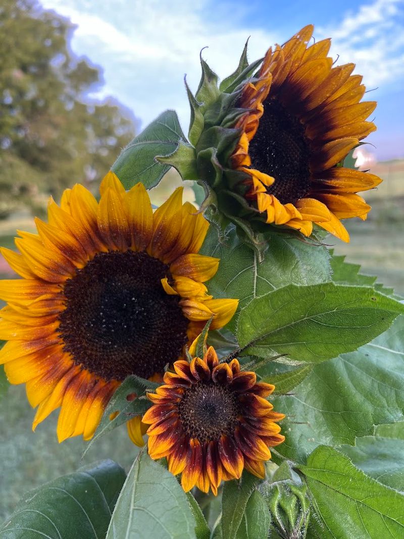 Yoga In The Flower Fields Is Exactly As Peaceful As It Sounds