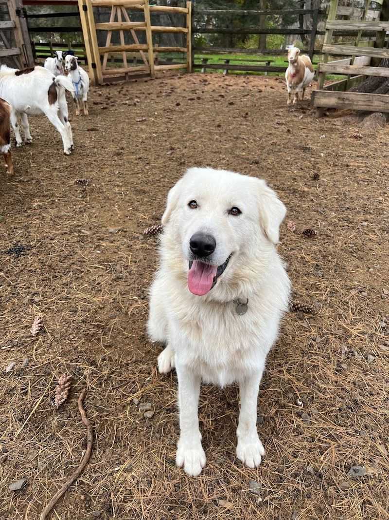 This Connecticut Animal Sanctuary Is Worth Visiting For Its One-Of-A-Kind Animal Yoga Sessions - Decor Hint A National Register Property Filled With New Life
