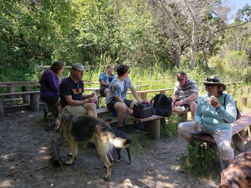 Picnicking Beneath The Pines