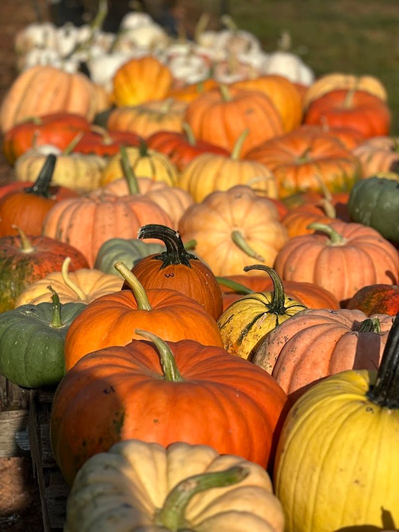 This Charming Georgia Farm Lets You Pick Fresh Flowers, Seasonal Produce, And Pure Country Peace - Decor Hint Pumpkins And Gourds For Fall Fun