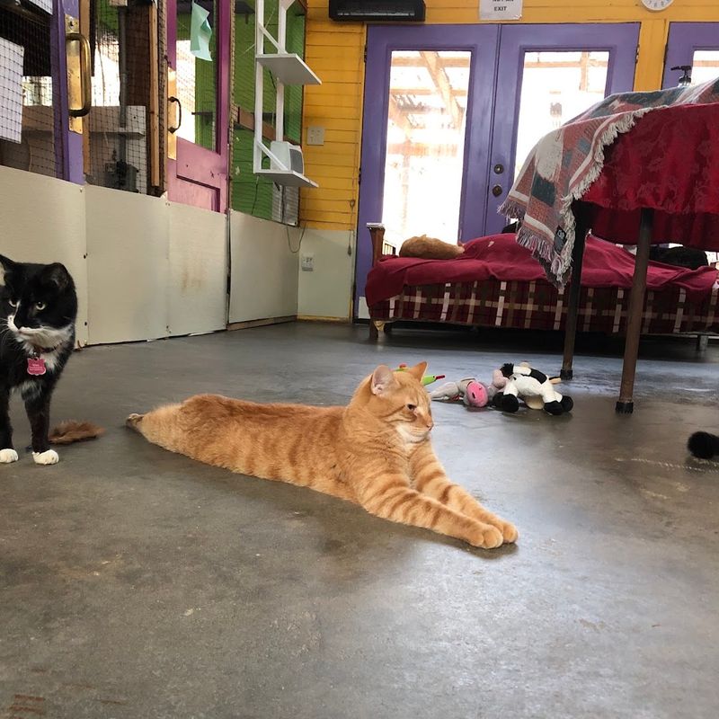 Learn Why Older And Hard-To-Adopt Cats Always Have A Home Here