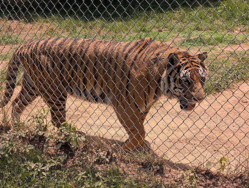 This North Carolina Sanctuary Gives Rescued Tigers A Permanent Home And Only Lets Visitors Inside On Guided Tours - Decor Hint Learn Why The Sanctuary Never Allows Touching Or Direct Contact