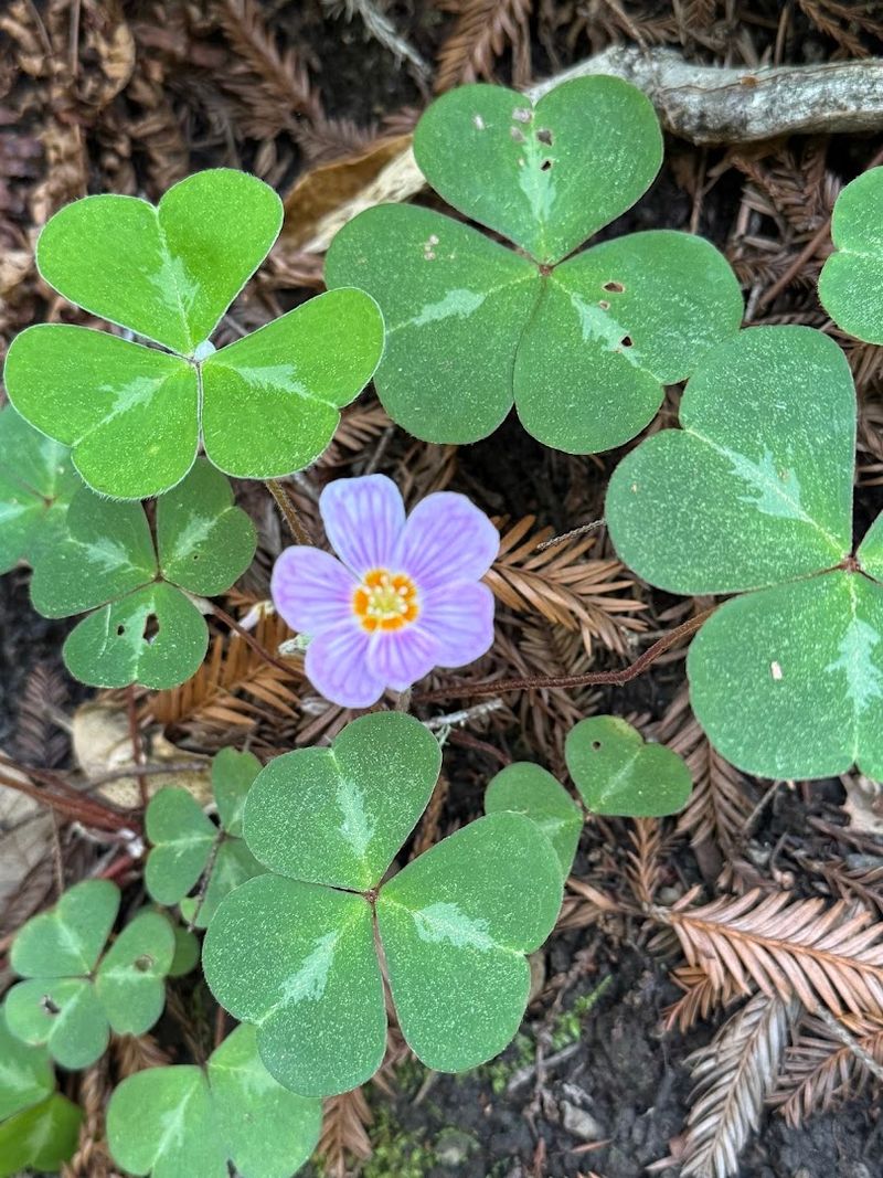 Find Spring Wildflowers Beneath The Shaded Canopy